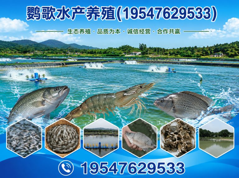 都江堰市鹦鹉养殖公司展示图