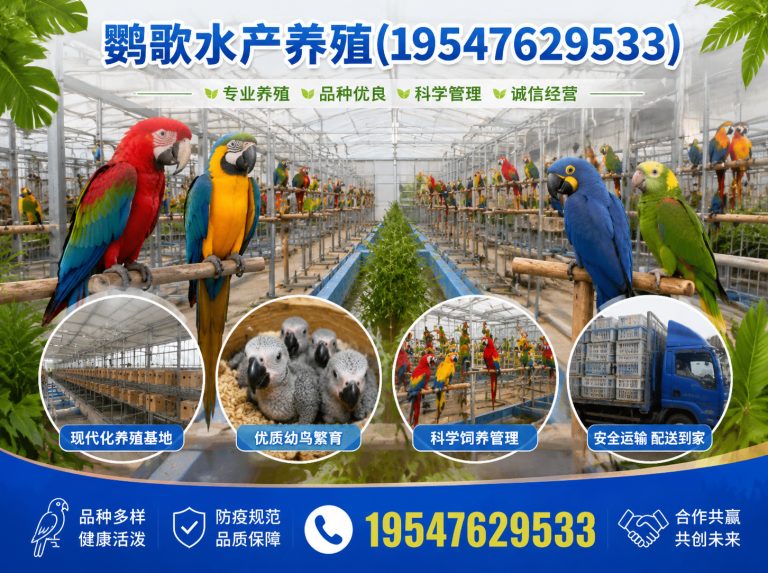 都江堰市合规鹦鹉养殖展示图