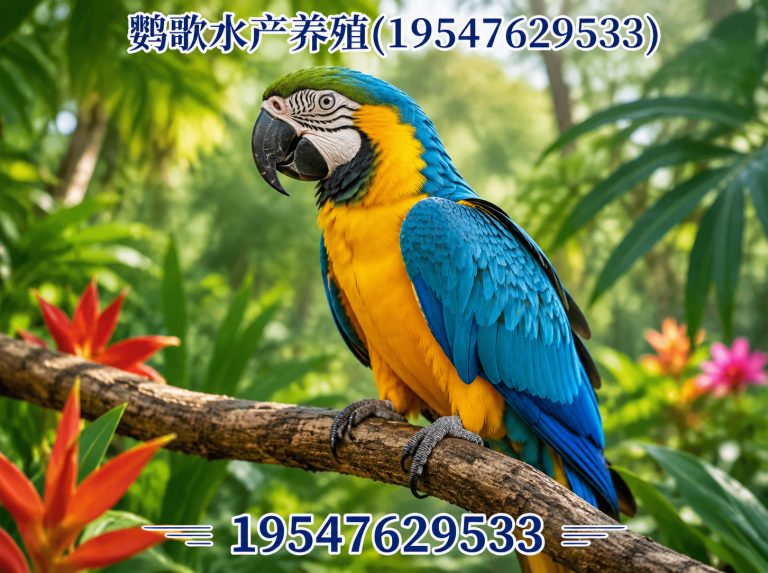 都江堰市非洲灰鹦鹉展示图