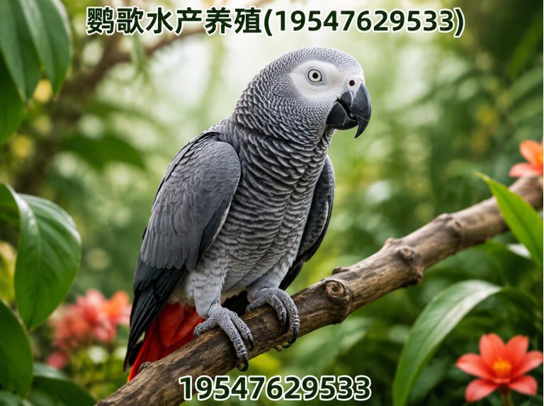 都江堰市金刚鹦鹉展示图